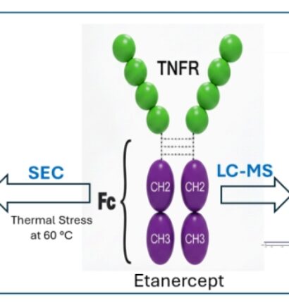 Understanding Fusion Protein Stability by Forced Degradation and Intact Mass Characterization Using Orthogonal Analytical Techniques