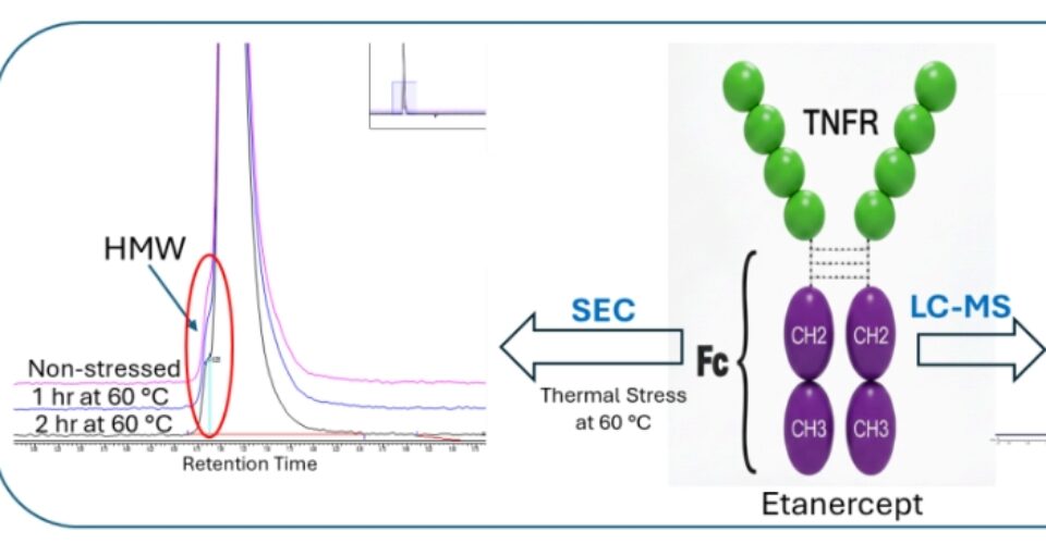 Understanding Fusion Protein Stability by Forced Degradation and Intact Mass Characterization Using Orthogonal Analytical Techniques