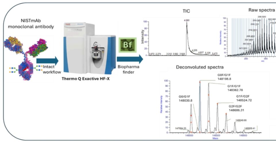A Streamlined Workflow for the Determination of Intact Mass Measurement of Monoclonal Antibodies