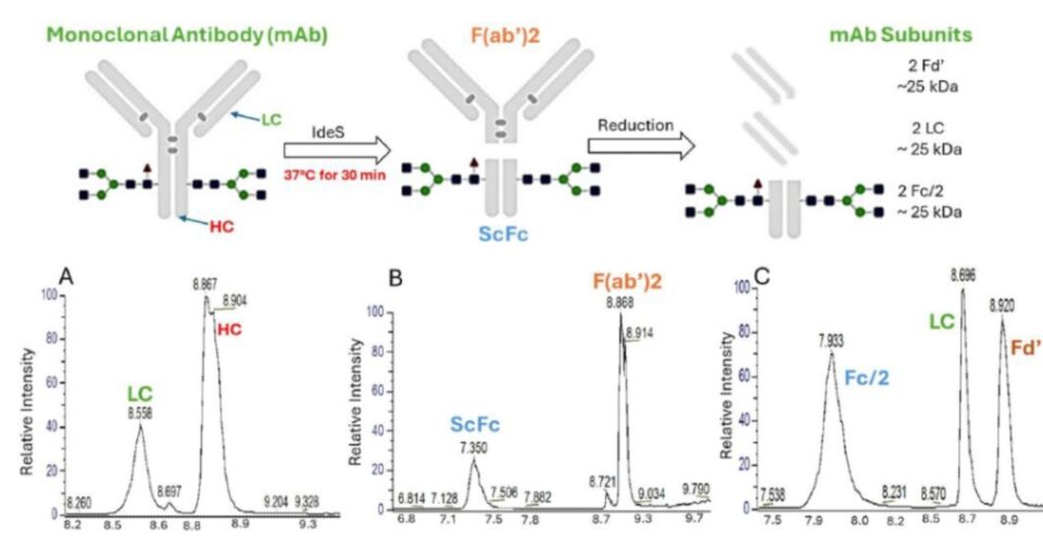 Antibody Subunit Analysis on a High-Resolution Quadrupole-orbitrap Mass Spectrometer